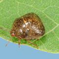 Kudzu bugs are invasive insects from Asia that arrived in Atlanta in 2009. They have been found in nearly every Mississippi county and across the Southeast to Arkansas and Louisiana. (Photo by MSU Extension Service/Blake Layton)