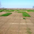 The Mississippi Agricultural and Forestry Experiment Station hosts small-plot research on the Mississippi State University campus so researchers can evaluate residual control of glyphosate-resistant Italian ryegrass to determine the best practices for combating the weed. (Photo submitted)