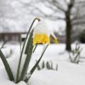 Late winter in Mississippi sometimes brings both blooms and snow. Daffodils, such as these blooming at Mississippi State University on Feb. 26, 2015, will survive to look pretty once temperatures moderate. (Photo by MSU Ag Communications/Kat Lawrence)