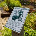 A white sign with dark green lettering reads, “Monarch Waystation: This site provides milkweeds, nectar sources, and shelter needed to sustain monarch butterflies as they migrate through North America. Certified and registered by Monarch Watch as an official Monarch Waystation. Create, Conserve, & Protect Monarch Habitats.”