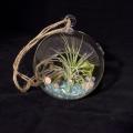 An air plant terrarium is a hollow, vented glass container with decorative sand and pebbles, twigs or driftwood, moss, and a dusty green tillandsia plant, also called an air plant. 