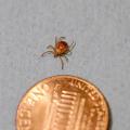 A brown tick is pictured next to a penny on a gray background.