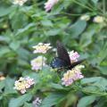 A brown swallowtail butterfly with white spots drinks nectar from a flowering pink and yellow lantana plant. 