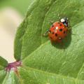asian lady beetle 