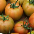 A group of ripening tomatoes are shown in a close-up.