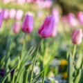 A picture of several pink tulips with one in focus and others blurred in the background.  