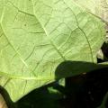 Tiny brown insects scattered across the underside of a green eggplant leaf.