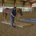 Lance McElhenney working with his horse in an arena.