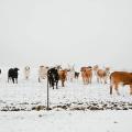 A snowy field behind a wire fence filled with cattle.