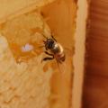 A worker bee sips honey from a piece of honeycomb in a frame.