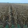 Rows of corn in a field.
