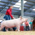 Girl in red shirt showing a pink Yorkshire pig.