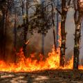 Fire engulfs a forest.