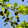 Sycamore leaves and fruit