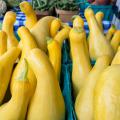 Yellow Squash
