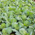 Turnip Greens in Garden