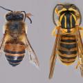 On the left is a close-up photo of a worker bee specimen, on the right is a close-up photo of a Southern yellow jacket specimen.