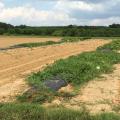 Four separate cucurbit crops grown in a field.