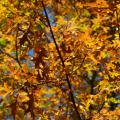 Pin Oak leaves on branches