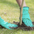 Person with teal gloves planting tree.