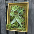 Bright green sedums displayed in a gold picture frame. 