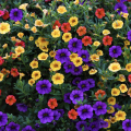 A group of purple, yellow, and red petunias. 