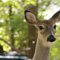 A close-up of a white-tail deer's face.