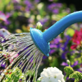 Watering colorful flowers with a blue watering can.