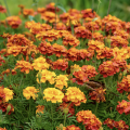 A field of orange and yellow marigolds.