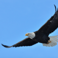 Bald Eagle flying. 