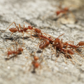 Fire ants. 