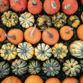 Different colored pumpkins in a line. 