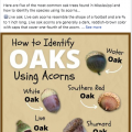 A Facebook post showing how to identify oaks using acorns.