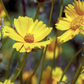 Yellow coreopsis flowers.
