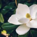 Magnolia bloom with dark green leaves.