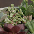 A shallow dish filled with soil and planted with several small succulents of different shapes, colors, and textures. 
