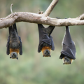 Bats on a tree limb