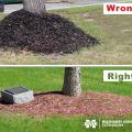 Side by side photos showing the right and wrong ways to mulch around a tree trunk. (Photos by Kevin Hudson and Gary Bachman)