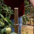 A wooden stake is wrapped with white string to support the adjacent tomato plant. A man stands behind the stake and points to the string.
