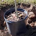 A small tree in a black container inside a freshly dug hole.