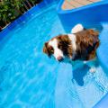 A dog sits in a swimming pool