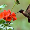 A red-throated hummingbird hovers over a red geranium.