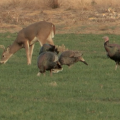 A young buck grazes behind four turkeys in a green, grassy food plot.
