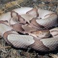 A coiled copperhead snake looks at the camera.