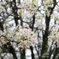 Bradford pear tree blooms