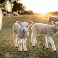 Two lambs stand along side a sheep in a pasture as the sun rises in the distance.