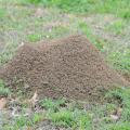 Fire ant mound