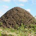 A close-up of a fire ant mound.