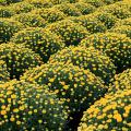 Rows of yellow mums.