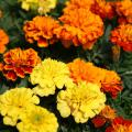 Close-up shot of yellow, orange, and two-toned marigold blooms of red and orange. (Photo by Gary Bachman
